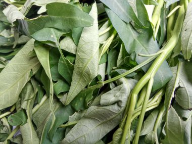 Bir demet Ipomoea Aquatica, yeşil yaprakların yakın görüntüsü.