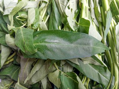 Bir demet Ipomoea Aquatica, yeşil yaprakların yakın görüntüsü.