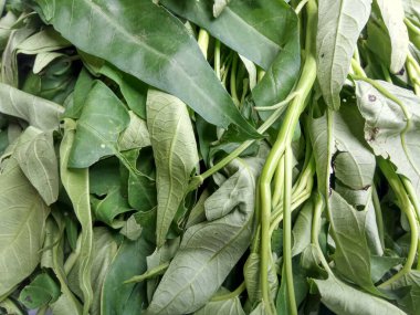 Bir demet Ipomoea Aquatica, yeşil yaprakların yakın görüntüsü.