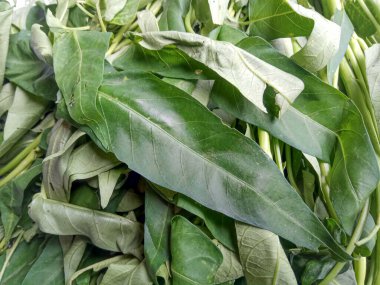 Bir demet Ipomoea Aquatica, yeşil yaprakların yakın görüntüsü.