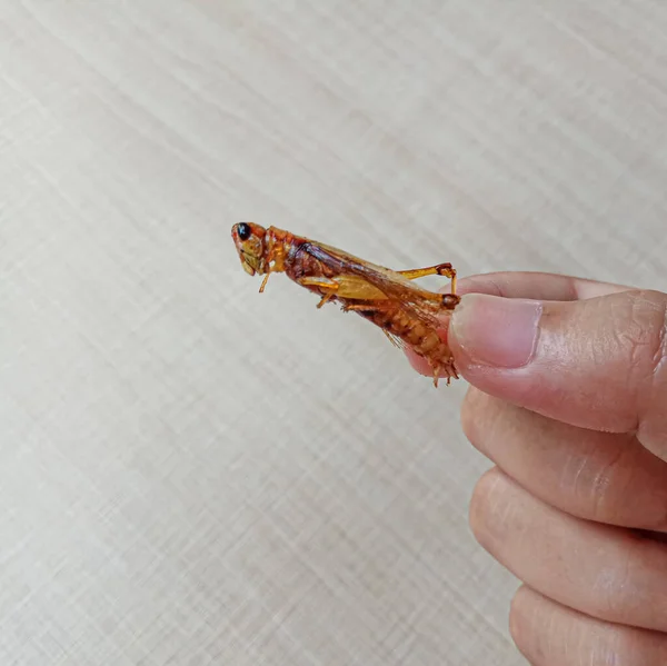 Fried Grasshopper Species Valanga Nigricornis Javanese Grasshopper — Stock Photo, Image