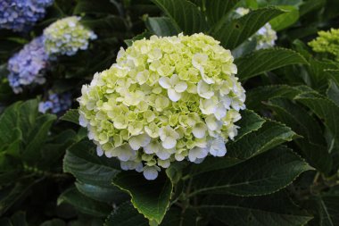 Bahçedeki yeşil yapraklarla çevrili ortanca makrofilla çiçeği.