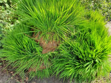 Bir grup genç çeltik ekmeye hazır.