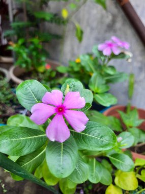 Catharanthus Roseus 'un pembe çiçeği, ya da Madagaskar menekşesi, bahçede açan