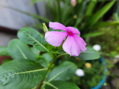 Catharanthus Roseus 'un pembe çiçeği, ya da Madagaskar menekşesi, bahçede açan