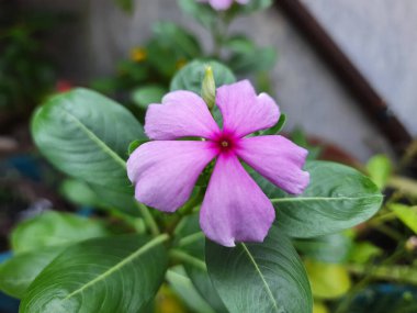 Catharanthus Roseus 'un pembe çiçeği, ya da Madagaskar menekşesi, bahçede açan