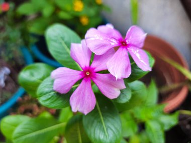 Catharanthus Roseus 'un pembe çiçeği, ya da Madagaskar menekşesi, bahçede açan
