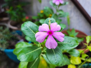 Catharanthus Roseus 'un pembe çiçeği, ya da Madagaskar menekşesi, bahçede açan
