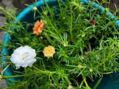 Portekiz 'in görkemli çiçeği ya da yosun gülü, bahçede çiçek açar.