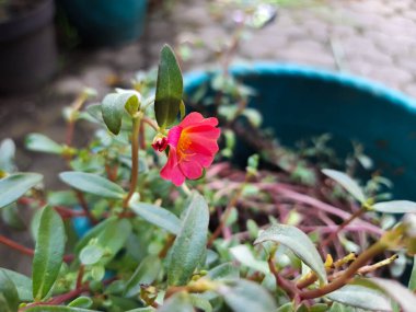 Portekiz çiçeği oleracea, kırmızı tür. Aynı zamanda purslane, ördek otu, biraz yosun ya da pursley olarak da bilinir.
