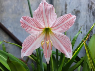 Hippeastrum retikülatum çiçeği, ya da ağlı damarlı amipli, bahçede çiçek açar. Seçici odak