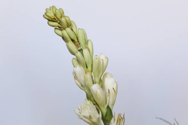 Çiçek Polianthes tüberosa, beyaz arka planda izole