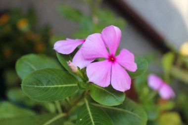 Catharanthus Roseus 'un pembe çiçeği, ya da Madagaskar menekşesi, bahçede açan