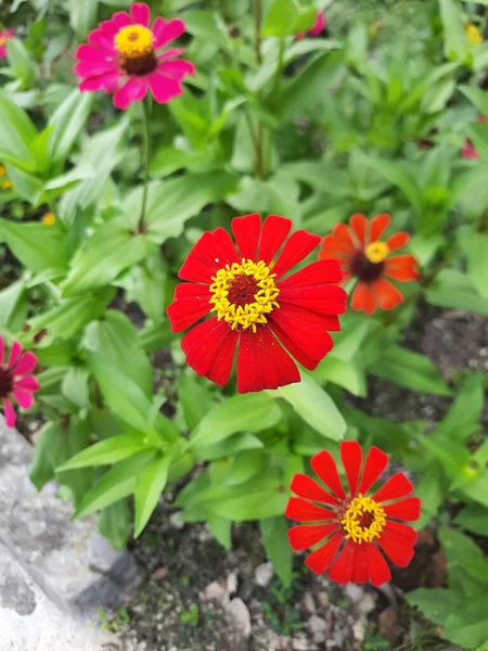 Red Zinnia Flowers Green Leaves — Stock Photo, Image