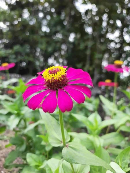 緑の葉の間に紫の亜鉛の花 — ストック写真