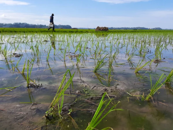 Человек Проходящий Мимо Рисового Поля Поле Заполненное Водой Молодой Пэдди — стоковое фото