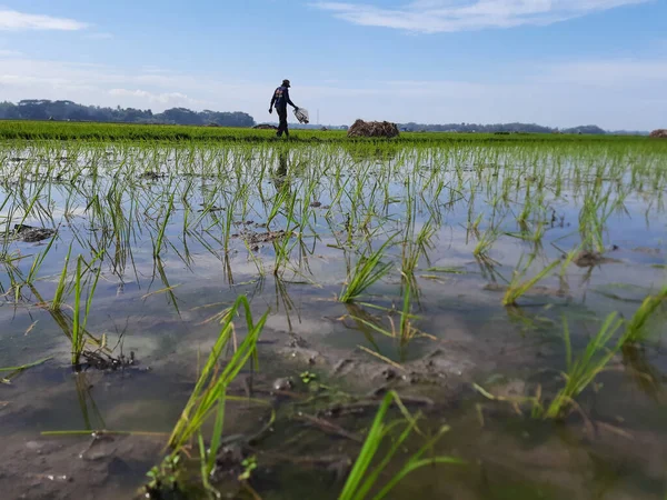 Man Crossing Paddy Field Field Filled Water Young Paddy Planted — Stock Photo, Image