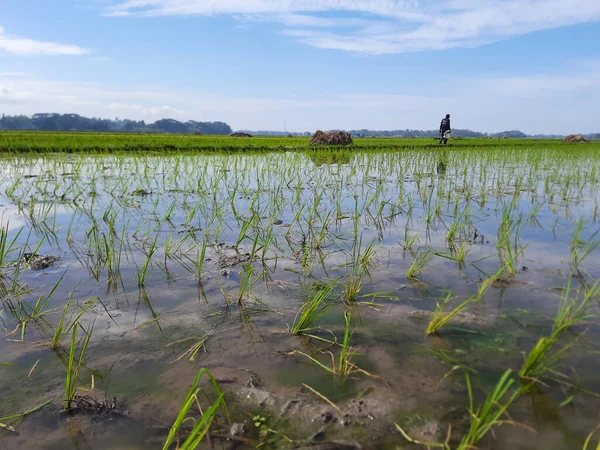 Man Crossing Paddy Field Field Filled Water Young Paddy Planted — Stock Photo, Image
