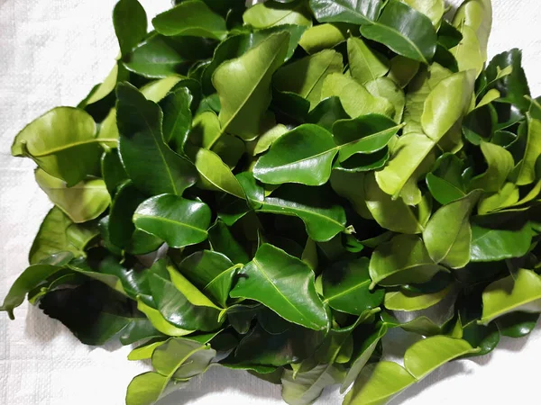 Pile of Kaffir lime leaves, or the leaves of Citrus hystrix. Top view or flat lay