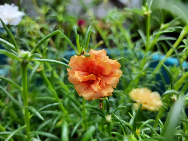 Flor Portulaca Grandiflora Rosa Musgo Florecen Jardín —  Fotos de Stock