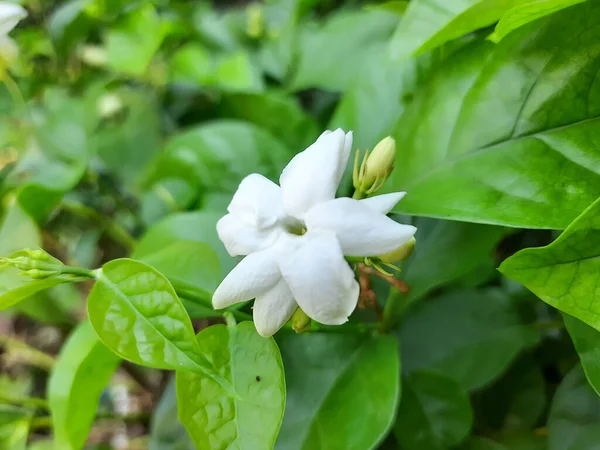 Jasminum sambac çiçeği ya da Arap yasemini ya da Sambac yasemini ya da Orleans hizmetçisi, bahçede çiçek açar.