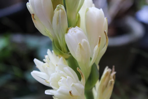 Focus Sélectif Fleur Polianthes Tuberosa Floraison Avec Fond Sombre — Photo