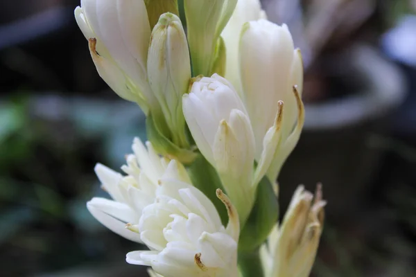 Flor Foco Seletivo Polianthes Tuberosa Florescendo Com Fundo Escuro — Fotografia de Stock