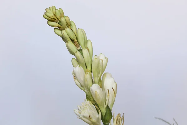 Çiçek Polianthes tüberosa, beyaz arka planda izole