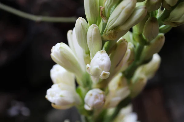 Flor Foco Seletivo Polianthes Tuberosa Florescendo Com Fundo Escuro — Fotografia de Stock