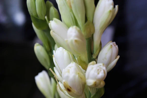 Selective Focus Flower Polianthes Tuberosa Blooming Dark Background — Stock Photo, Image