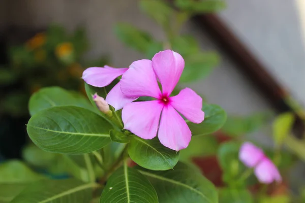 Рожева Квітка Catharanthus Roseus Або Мадагаскар Perwinkle Цвіте Городі — стокове фото