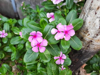 Catharanthus Roseus 'un pembe çiçekleri, ya da Madagaskar menekşesi, bahçede açan