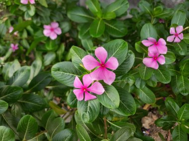 Catharanthus Roseus 'un pembe çiçekleri, ya da Madagaskar menekşesi, bahçede açan