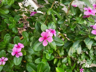 Catharanthus Roseus 'un pembe çiçekleri, ya da Madagaskar menekşesi, bahçede açan