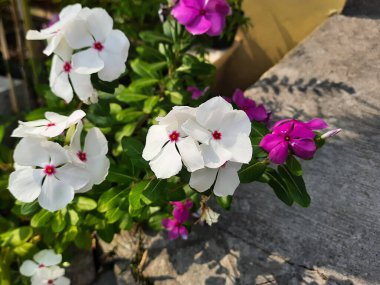 Beyaz, kırmızı çiçekli Catharanthus gülü, ya da Madagaskar menekşeli, bahçede açan