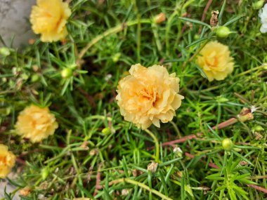 Gül yosunu, sarı renkli. Ayrıca Portekiz ihtişamı olarak da bilinir, yaygın purslane, ördek otu, küçük yaban domuzu, veya pursley