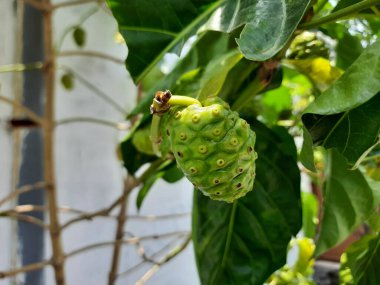 Ağaçta asılı duran Morinda Kalesi meyvesi. Büyük Morinda, Hint dutu, noni, plaj dutu ya da peynir meyvesi olarak da bilinir..