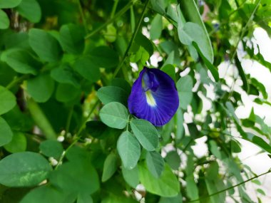 Klitoria ternatea çiçeği, ayrıca Asya güvercin kanatları, mavi bıldırcın, mavi bezelye, bezelye, Cordofan bezelyesi ya da Darwin bezelyesi olarak da bilinir. Bahçede çiçek açıyor.