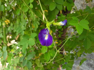 Klitoria ternatea çiçeği, ayrıca Asya güvercin kanatları, mavi bıldırcın, mavi bezelye, bezelye, Cordofan bezelyesi ya da Darwin bezelyesi olarak da bilinir. Bahçede çiçek açıyor.