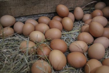 Tavuk yumurtası kutusunda