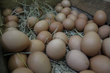 Tavuk yumurtası kutusunda