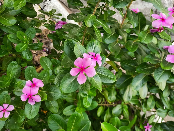 Różowe Kwiaty Catharanthus Roseus Lub Perywinkle Madagaskaru Kwitnące Ogrodzie — Zdjęcie stockowe