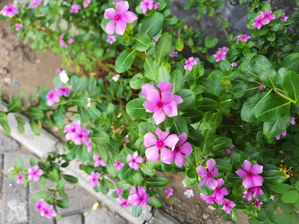 Różowe Kwiaty Catharanthus Roseus Lub Perywinkle Madagaskaru Kwitnące Ogrodzie — Zdjęcie stockowe