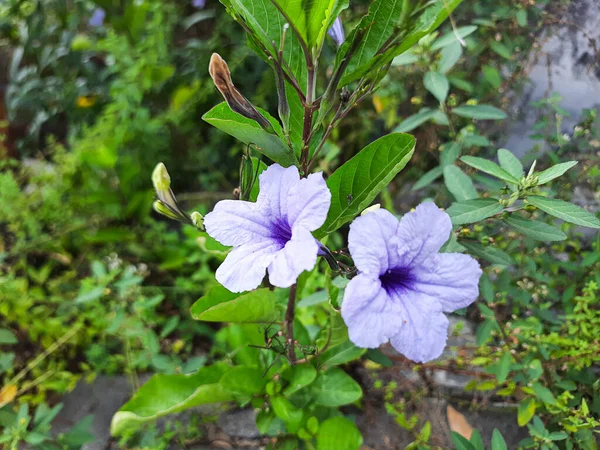 Blomma Ruellia Simplex Eller Den Mexikanska Petunia Mexikanska Blåklocka Eller — Stockfoto