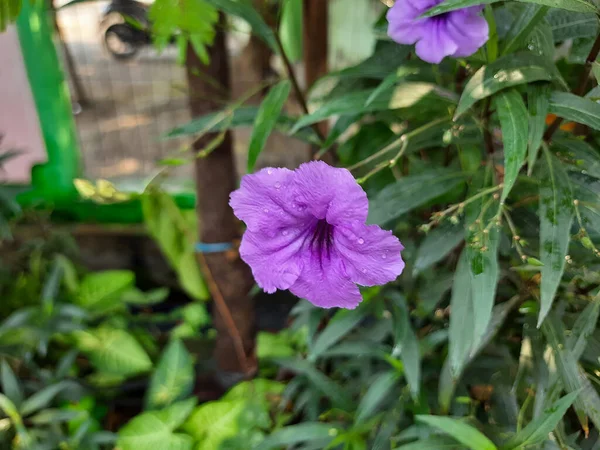 Kwiat Ruellia Simplex Czyli Meksykańska Petunia Meksykański Dzwon Lub Dzika — Zdjęcie stockowe