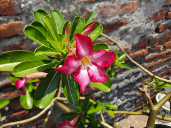 Flor Adenium Jalá Floreciendo Jardín Pétalos Rojos Con Rubor Blanquecino — Foto de Stock