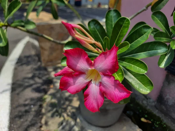 Flor Adenium Jalá Floreciendo Jardín Pétalos Rojos Con Rubor Blanquecino — Foto de Stock