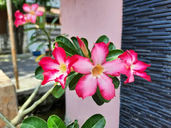 Flor Adenium Jalá Floreciendo Jardín Pétalos Rojos Con Rubor Blanquecino — Foto de Stock