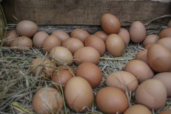 Chicken eggs in the box