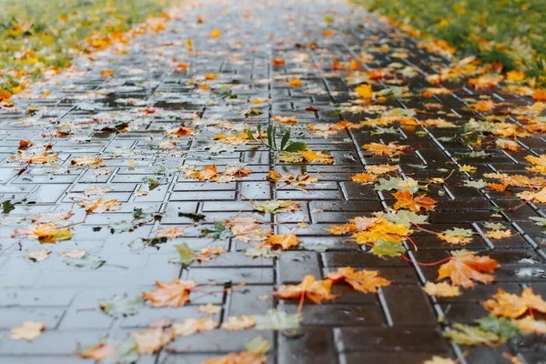 Podzimní Pozadí Žluté Padající Listí Mokré Dešti Chodníku Perspektiva Nízkoúhlý — Stock fotografie